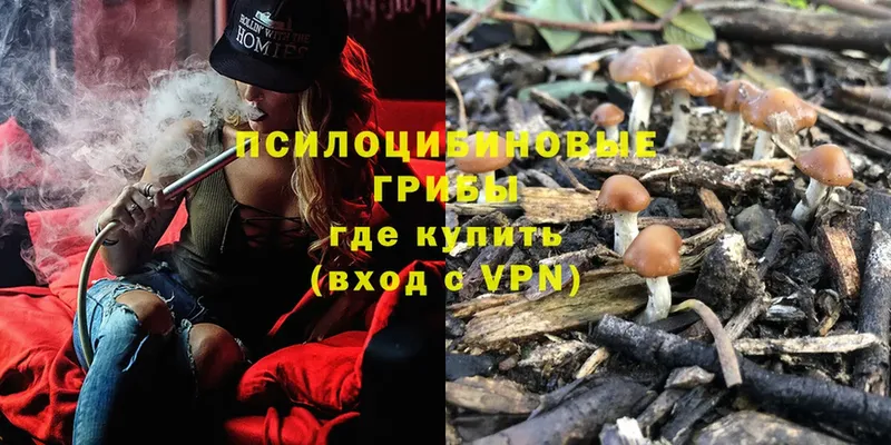 Галлюциногенные грибы Cubensis  Курчалой 